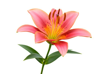 Obraz premium Elegant Pink and Yellow Lily Flower with Green Leaves Isolated on Black Background
