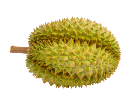 A durian fruit with a spiky exterior, showcasing its unique texture and shape.