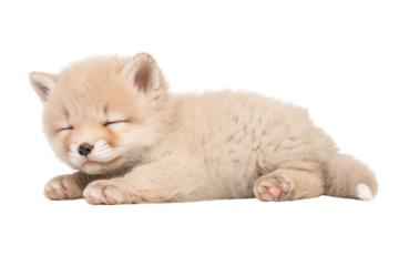 Sleeping fluffy puppy, soft fur, peaceful scene, adorable canine companion.
