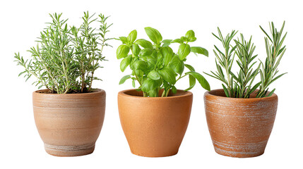 Obraz premium Three potted herbs on a white isolated background, including rosemary, basil, and thyme for culinary use.