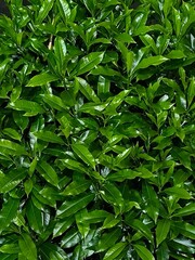 Close-up of vibrant green foliage with glossy leaves, forming a dense and fresh natural texture background. Perfect for botanical, nature, or eco-themed designs.
