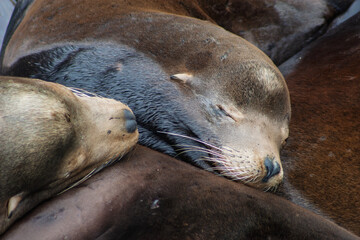 california sea lion