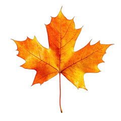 Single autumn maple leaf, orange and red hues, detailed veins