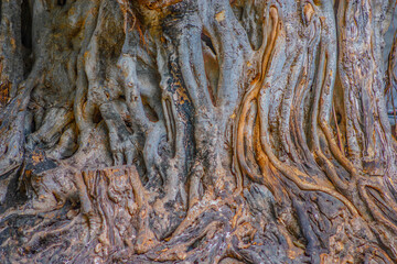 texture of a tree