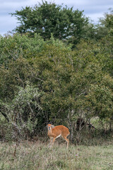 Frightened female impala among green bushes. Safari in South Africa