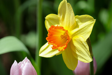 Beautiful of a Daffodil flowers blooming in the garden.