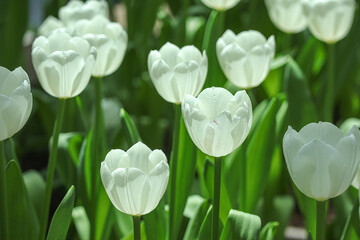 Beautiful of White Tulips flowers blooming in the garden. Tulip flowers blooming