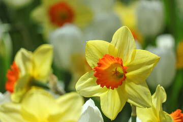Beautiful of a Daffodil flowers blooming in the garden.
