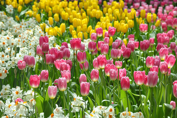 Beautiful view of a Tulips flowers blooming in full showing bright petals in different colors.