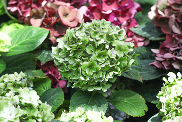 Beautiful of green hydrangea flower in the garden. close up of Beautiful green Hydrangea Blossoms.