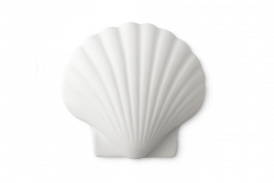 White scallop shell resting on transparent backdrop, highlighting pristine surface and delicate marine elegance