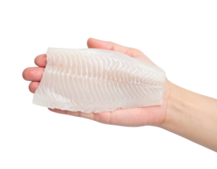 A Raw White Fish Fillet With Visible Flesh Lines Held In A Person'S Open Hand isolated on transparent background. PNG die-cut for advertising