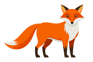 Obraz premium beautiful fox