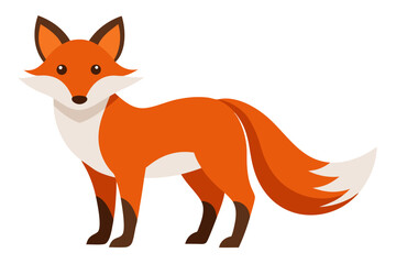 Obraz premium beautiful fox