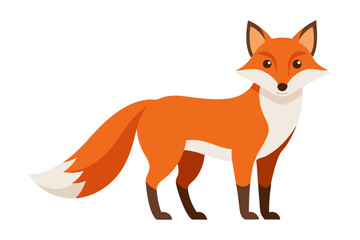 Obraz premium beautiful fox