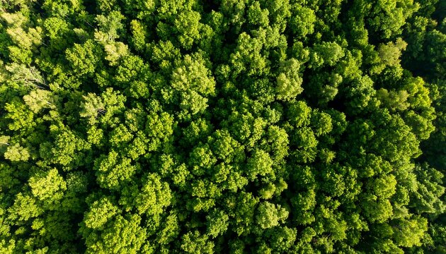 Aerial view of a dense, lush green forest canopy (1)