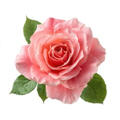 Fototapeta premium Elegant Blush Rose: Isolated Soft Pink Bloom on White Background with Lush Green Leaves