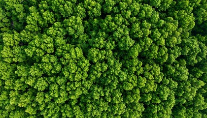 Aerial view of a dense, lush green forest canopy
