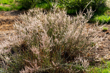 The flowering of a low shrub, strewn with pink small flowers. The general view.