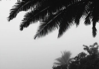 Close-up grayscale view of palm fronds against a hazy, light gray background