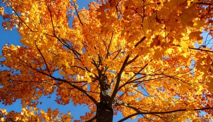 Fototapeta premium Autumn maple tree canopy