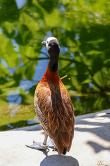White-faced whistling duck (Dendrocygna viduata) standing near a pond, showing its brown patterned feathers and long neck, head turned towards the camera in natural sunlight.