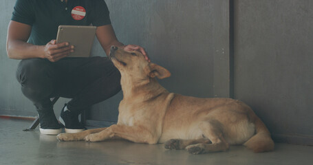 Tablet, adoption center and man with dog for online application, website and pet information. Animal shelter, sanctuary and person with canine on digital tech for volunteering, rescue and foster care