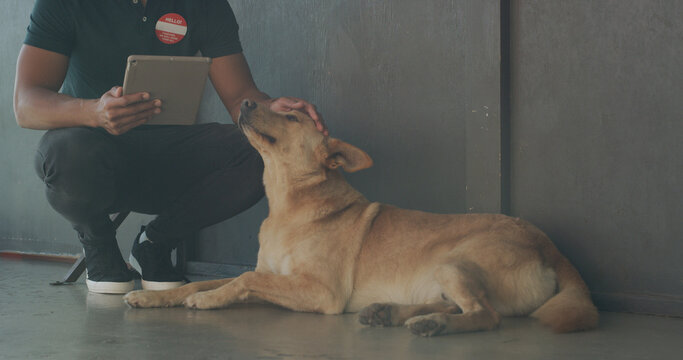 Tablet, adoption center and man with dog for online application, website and pet information. Animal shelter, sanctuary and person with canine on digital tech for volunteering, rescue and foster care