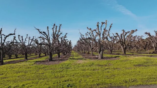 Bare trees in neat rows stand in a grassy field beneath a blue sky, hinting at early spring growth