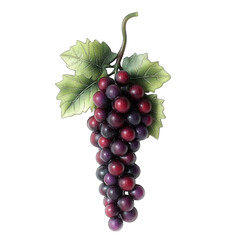 Fototapeta premium A cluster of dark red grapes with leaves