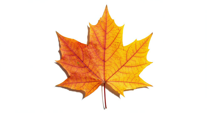 Stunning orange and yellow autumn maple leaf captured in high detail. This iconic symbol of the fall season is isolated on a pure white background.