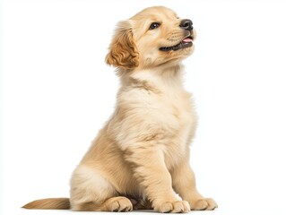 Ultra HD Cute Golden Retriever Puppy Sitting Side View Looking Up on White Background, Ideal for Pet Design and Advertising.international dog day