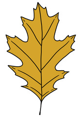 Obraz premium oak leaf on a white background