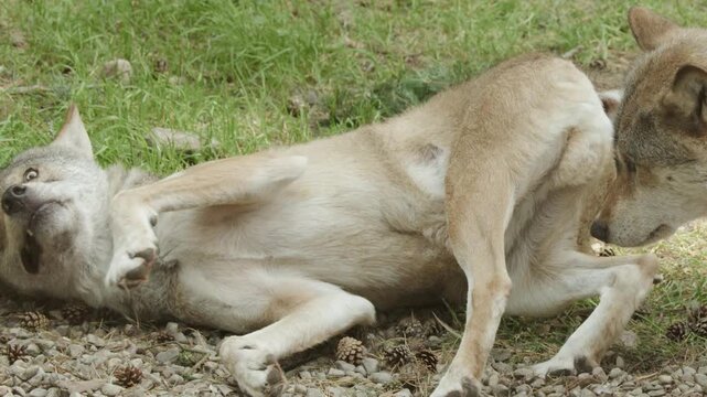 European Wolves Interacting Over Bone in Natural Habitat
