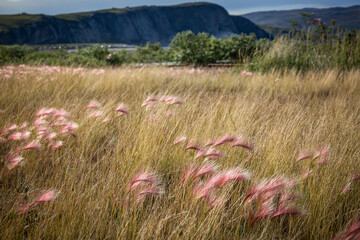 rosa Gras in Grönland