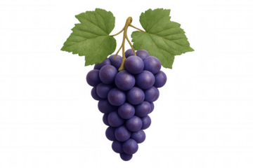 Freshly picked bunch of purple grapes hanging on the vine, isolated on a transparent background, perfect for food and beverage projects