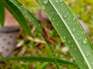 A close-up shows a brown grasshopper clinging to a vibrant green leaf adorned with glistening water droplets, capturing a serene moment in nature.