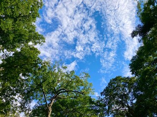 森の中から見上げる青空