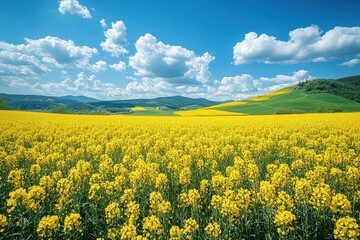 Obraz premium Vibrant meadow with yellow flowers under a bright blue sky
