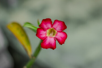 Macro close-up of a vivid pink Desert Rose (Adenium obesum) in full bloom, with soft green background creating a minimal and elegant composition. The image highlights the intricate petal details and v