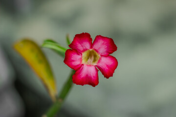 Macro close-up of a vivid pink Desert Rose (Adenium obesum) in full bloom, with soft green background creating a minimal and elegant composition. 