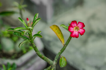 Macro close-up of a vivid pink Desert Rose (Adenium obesum) in full bloom, with soft green background creating a minimal and elegant composition.