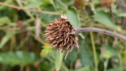 A dried zinnia bud, showcasing its intricate seed head and delicate stem, set against a soft green backdrop of foliage.