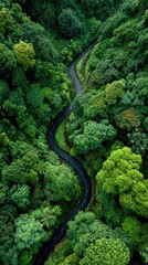 Winding road through lush green forest (1)