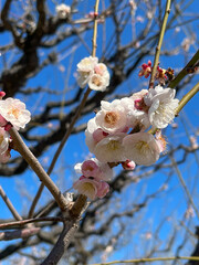 青空と白梅の枝のコントラスト