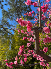 紅梅の花と緑が映える春の風景
