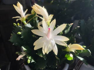 光を浴びて咲く白いデンマークカクタスの花