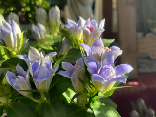 鮮やかな青紫色のリンドウの花と新緑