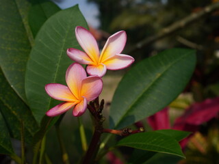 Close-up of pink and yellow frangipani (plumeria) flowers with delicate petals, surrounded by glossy green leaves, captured in natural sunlight.