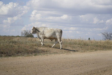 one white steer wanders through parched pasture land